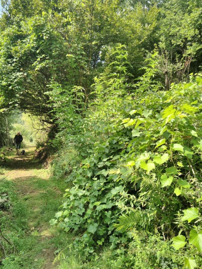 Grande Tente Tipi En Pleine Foret Burzet Ngoại thất bức ảnh